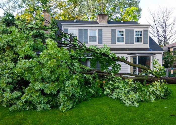 A photo of a fallen tree in the front yard of a two story residential house.